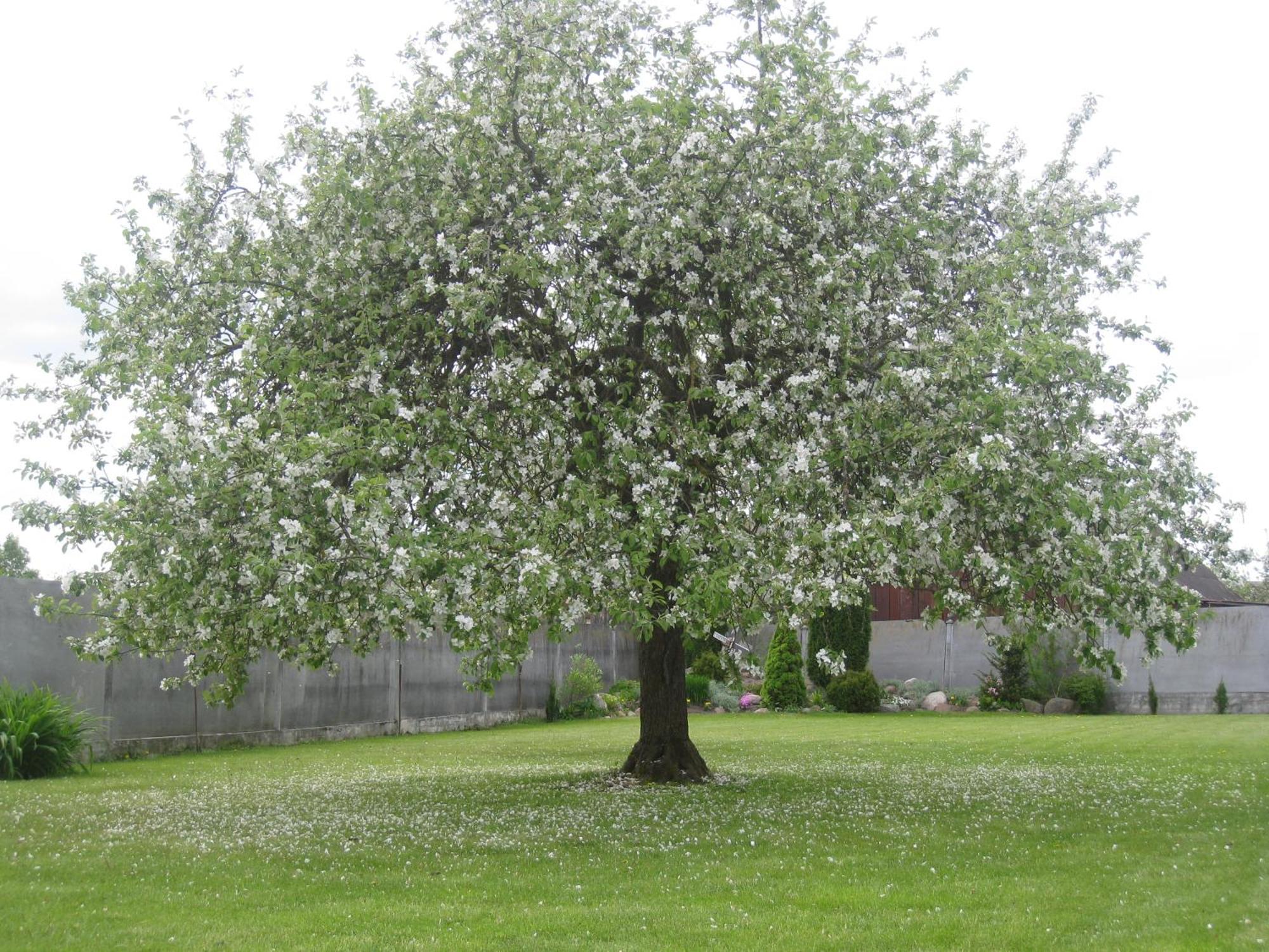 Stasio Balseviciaus Homestead Raudonė Eksteriør billede
